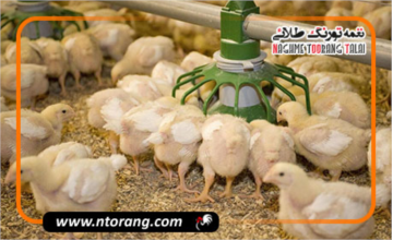 صادرات جوجه گوشتی به افغانستان؛ فرصتی نو در بازار منطقه